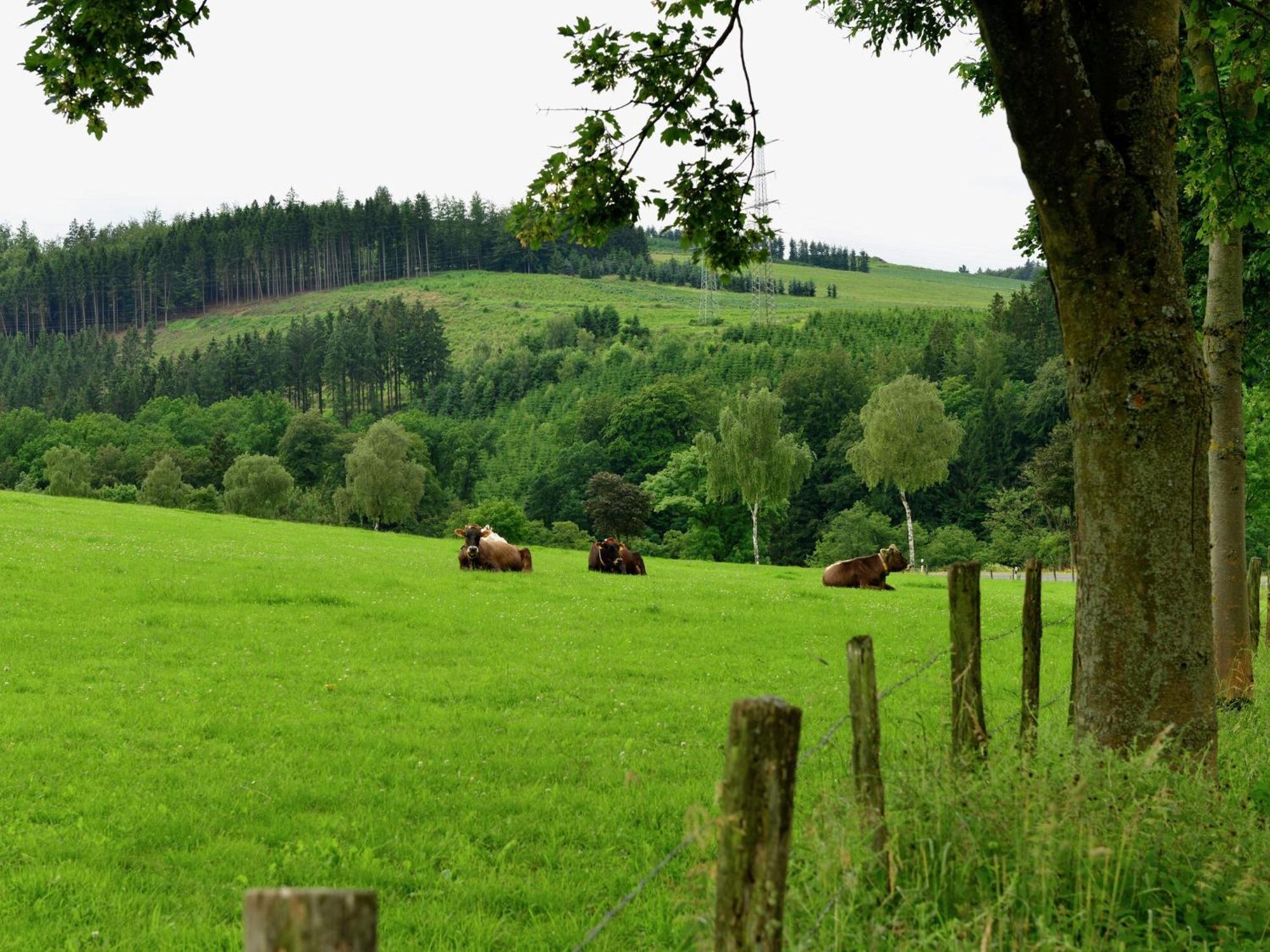 Cozy Holiday Home With Wifi In Hochsauerland Elpe Экстерьер фото